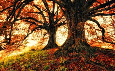 Évszakok váltakozása a fákon, milyen párhuzamban állhat az életünkkel?